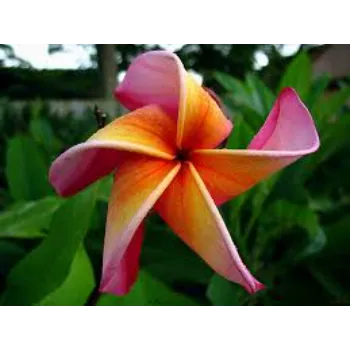 Rare Plumeria Plant